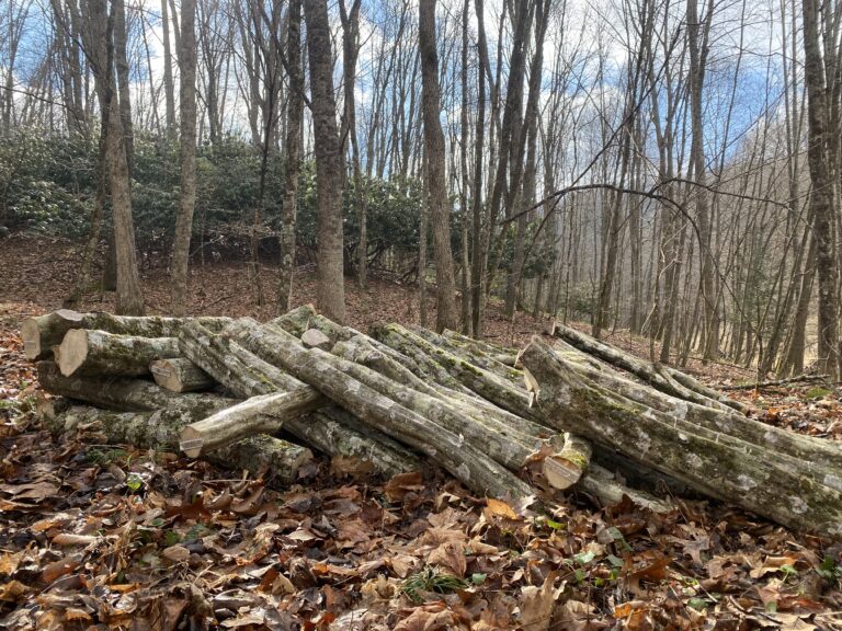 How to Inoculate Shiitake Logs: A Complete Guide for Dads